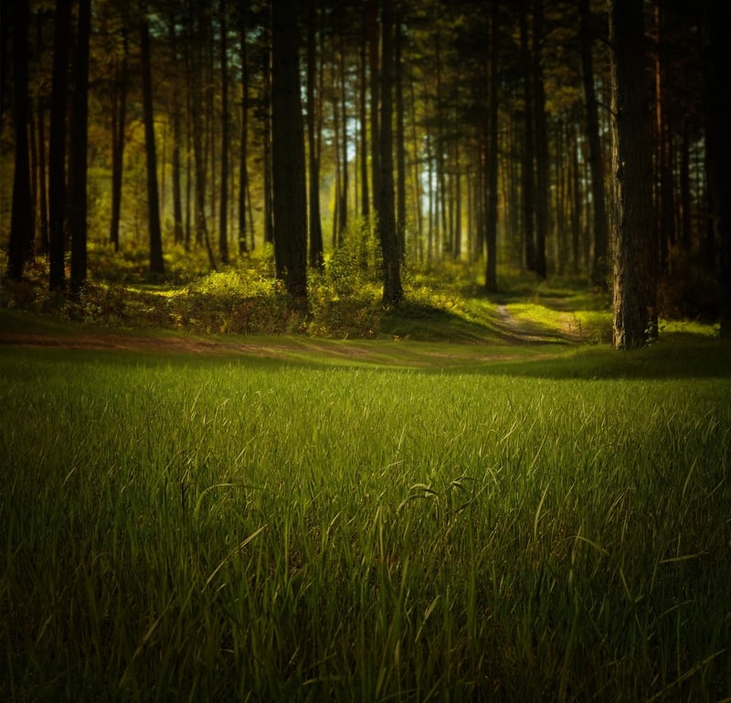 Tranquil Landscapes