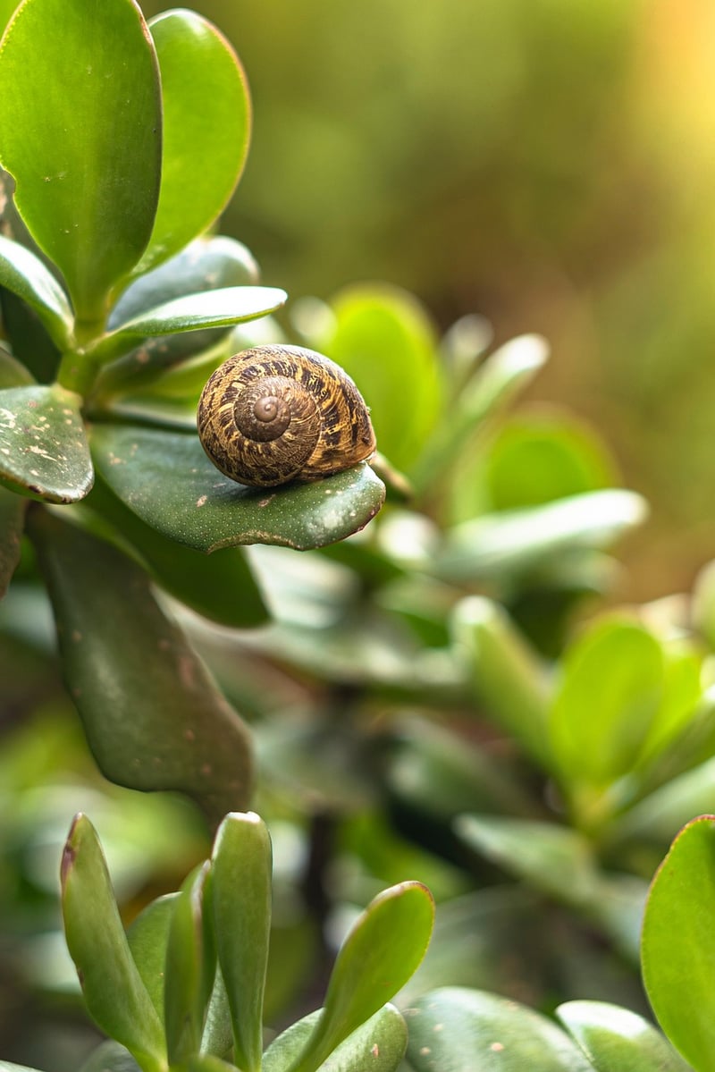 Garden Plants