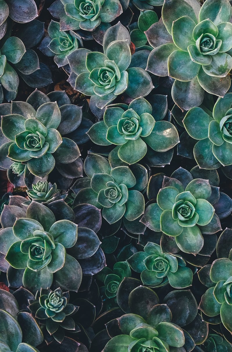 Haworthia Succulent