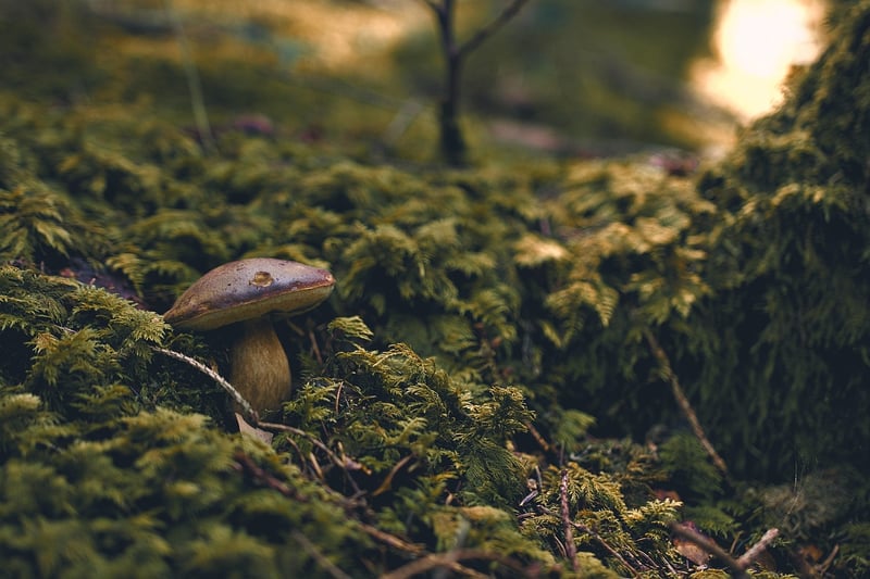 Moss Species